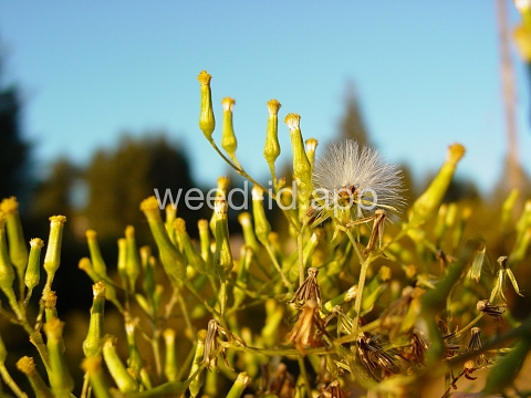 burnweed, Australian